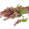 50 Organic CHERRY VANILLA QUINOA Chenopodium Pink Flower White Grain Vegetable Seeds