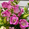 200 Rose Pink CANTERBURY BELLS - CAMPANULA Medium Flower Seeds
