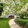 3 FRINGE TREE Chionanthus Virginicus Old Man's Beard White Flower Seeds