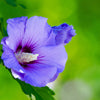 25 Purple ROSE Of SHARON HIBISCUS Syriacus Flower Tree Bush Seeds
