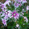 Fringed Pinks Dianthus Seeds – Superbus Flower – photo 9