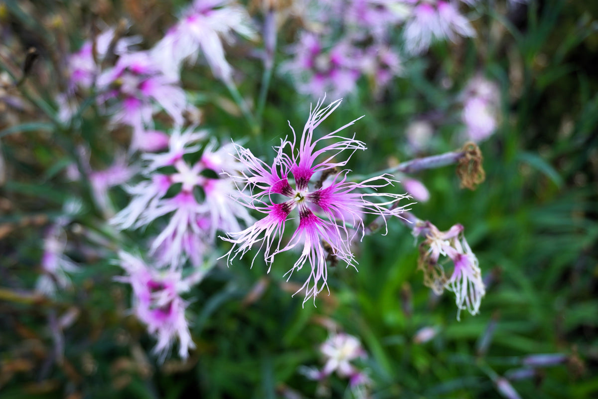Fringed Pinks Dianthus Seeds – Superbus Flower – photo 9