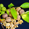 5 ENGLISH WALNUT aka Common, Hardy Carpathian, Persian Nut Fruit Tree Juglans Regia Orientis Seeds