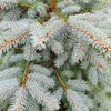 Grow Your Own CHRISTMAS TREE - Colorado Blue Spruce ( Picea Pungens Glauca ) Gift Packet of Tree Seeds