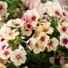 50 CHERRY CARAMEL PHLOX Drummondii Bicolor Pink Flower Seeds