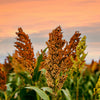 Della Sorghum Seeds (Sorghum bicolor)