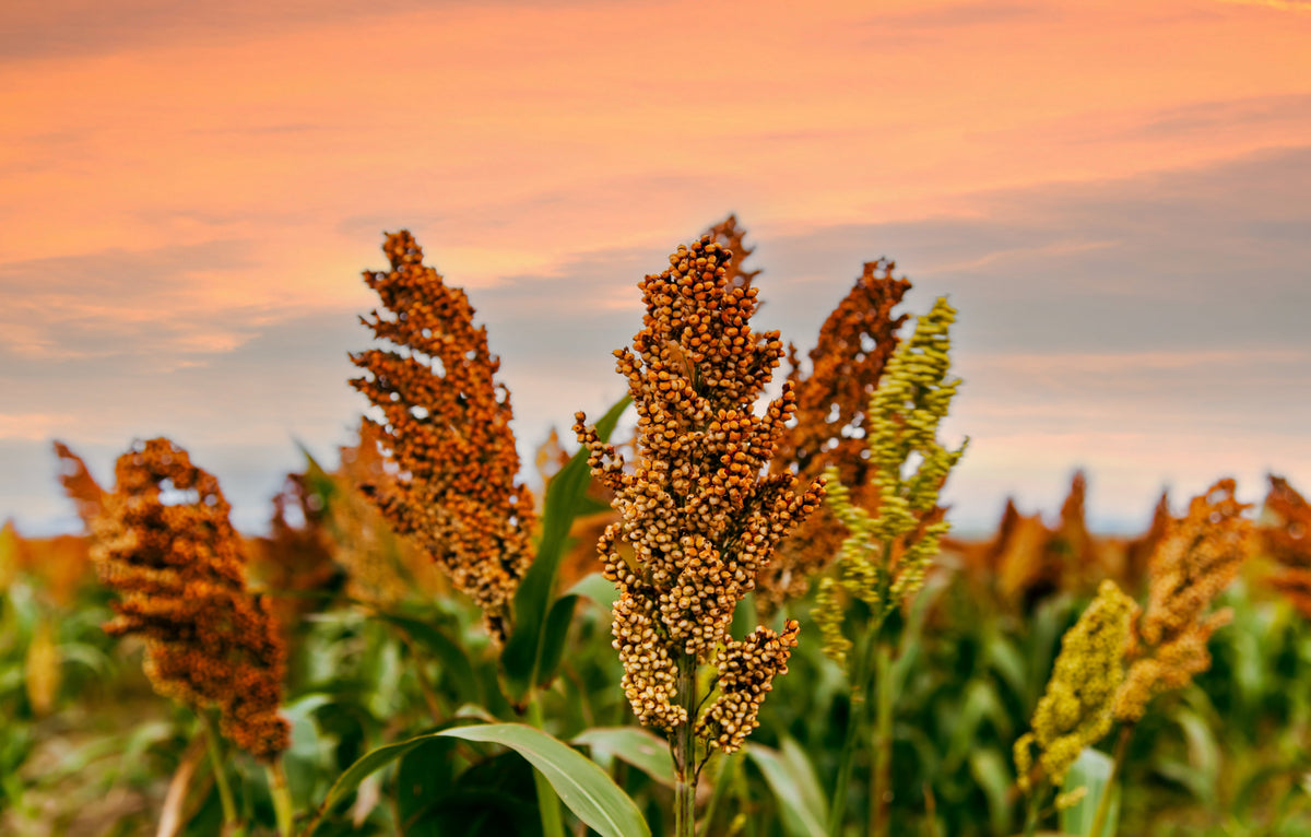 Della Sorghum Seeds (Sorghum bicolor)