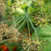 1000 LONG ISLAND Mammoth DILL Anethum Graveolens Herb Flower Seeds