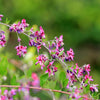 100 SLENDER BUSH CLOVER Lespedeza Virginica Bushclover Native Shrub Pink Purple Flower Legume Seeds