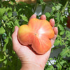 50 PINEAPPLE TOMATO Heirloom Beefsteak Indeterminate Solanum Fruit Vegetable Seeds