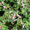 30 CORAL NYMPH SALVIA Coccinea Hummingbird Sage Flower Seeds