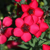500 Red SCARLET FLAX Linum Grandiflorum Rubrum Flower Seeds