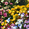 50 CARNIVAL MIX NEMESIA Strumosa Mixed Colors Flower Seeds