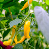 50 GOLDEN CAYENNE PEPPER Hot Yellow Capsicum Annuum Vegetable Seeds