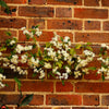 20 WHITE CLEMATIS Virginiana / Virgins Bower Flower Vine Seeds