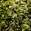20 WHITE CLEMATIS Virginiana / Virgins Bower Flower Vine Seeds