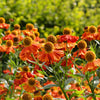 100 HELENIUM ' AUTUMN LEAVES ' Mix Helenium Autumnale Sneezeweed Mixed Colors Flower Seeds