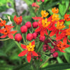 100 SUNSET MILKWEED Asclepias Curassavica Scarlet Blood Flower Red Orange Butterfly Weed Seeds