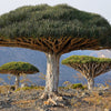 Dragon Tree Seeds – Dracaena Draco Canary Island Drago Blood Asparagus Yucca Evergreen Succulent Houseplant