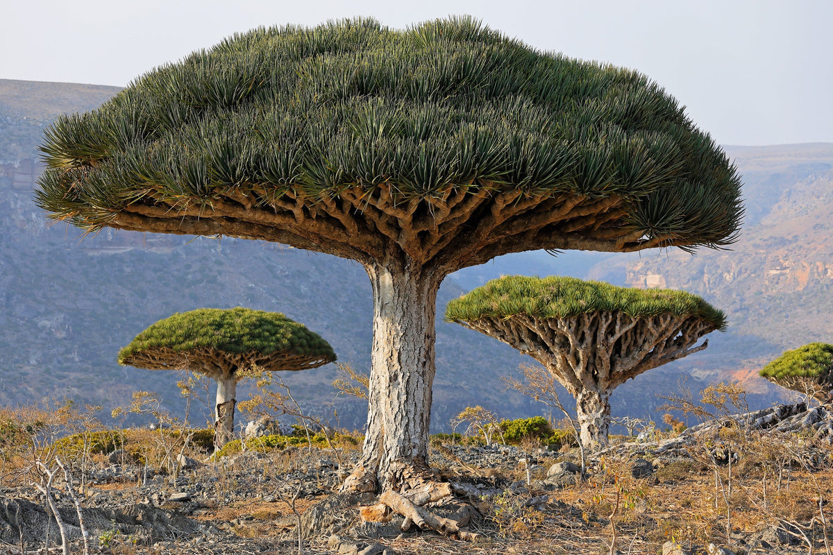 Dragon Tree Seeds – Dracaena Draco Canary Island Drago Blood Asparagus Yucca Evergreen Succulent Houseplant