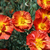 1500 MIKADO POPPY Red Orange California Poppy Flower Eschscholzia Californica Seeds
