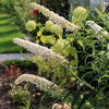 50 WHITE BUTTERFLY BUSH Buddleja Davidii Flower Seeds