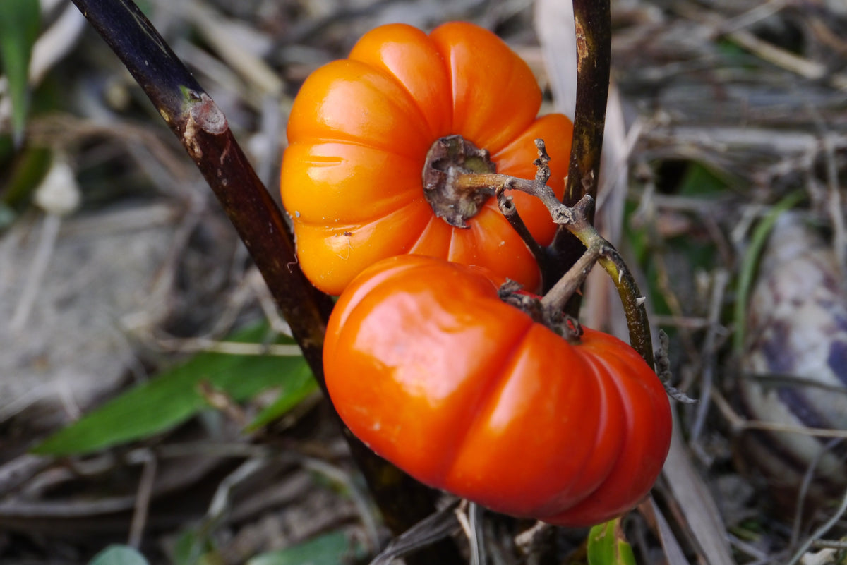 Turkish Orange Eggplant Seeds – Scarlet Solanum Aethiopicum Fruit Vegetable