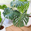 5 Organic SPLIT LEAF PHILODENDRON Monstera Deliciosa Swiss Cheese Plant Vine Seeds
