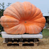 10 Dill's ATLANTIC GIANT PUMPKIN Up to 2000 lb Cucurbita Vegetable Seeds