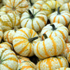 20 MINI MIX PUMPKIN Miniature Cucurbita Pepo White Green Orange Striped Vegetable Seeds