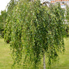 50 SILVER WEEPING BIRCH Tree White European Betula Pendula Alba Seeds