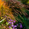 30 Violet PANIC GRASS Panicum Miliaceum Violaceum Ornamental Purple Millet Seeds