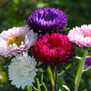 Powder Puff Aster Seeds – Mix Callistephus Chinensis Flower – photo 2