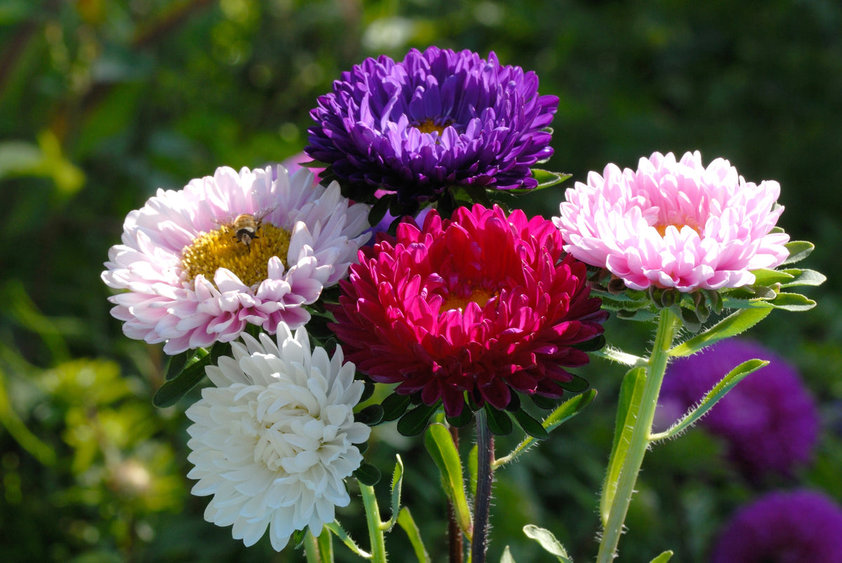 Powder Puff Aster Seeds – Mix Callistephus Chinensis Flower – photo 2
