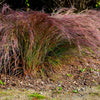 300 LITTLE BLUESTEM GRASS Schizachyrium Scoparius Seeds