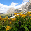 15 MOUNTAIN ARNICA Montana Wolf's Bane Yellow Flower Herb Seeds