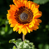50 ORANGE PRINCE Cape DAISY Monarch of the Veldt Venidium Fastuosum Flower Seeds