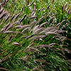 10 Dwarf BLACK FOUNTAIN GRASS Pennisetum Alopecuroides Viridescens Hardy Ornamental Seeds