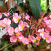500 BULK HARDY BEGONIA Grandis Rose Pink Perennial Sun - Shade Flower Seeds