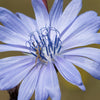1000 CHICORY (Blue Daisy / Blue Sailors / Coffeeweed / Succory) Chicorium Cicorium Intybus Flower Herb Seeds