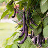 40 Royalty PURPLE POD BEAN Phaseolus Vulgaris Vegetable Seeds