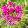 200 CHERRY QUEEN CLEOME Spinosa Hassleriana Carmine Rose Spider Flower Seeds