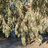 10 AMERICAN SILVERBERRY Elaeagnus Commutata aka Wolf Willow Wolfberry Wild Olive Berry Fruit Shrub Seeds