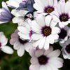 50 WHITE AFRICAN Cape DAISY Dimorphotheca Sinuata Flower Seeds