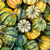 15 CARNIVAL SQUASH Winter Cucurbita Pepo Vegetable Seeds
