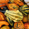 30 MIXED GOURD Lagenaria Siceraria Seeds