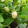 20 ' PINEAPPLE CRUSH ' STRAWBERRY Everbearing Fragaria Vesca Alpine White Yellow Berry Seeds