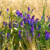 100 HAIRY CROWN VETCH (Russian Vetch) Vicia Villosa Flower Vine Seeds