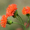 50 Red LADY'S PAINTBRUSH Tassel Flower Emilia Javanica Coccinea 'Scarlet Magic' Seeds