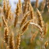 150 SWEET VERNAL GRASS Sweet Grass Vanilla Grass Anthoxanthum Odoratum Fragrant Vernalgrass Ornamental Craft Seeds